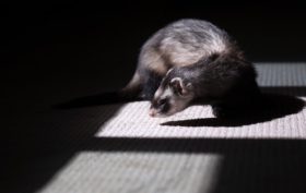 les origines du furet