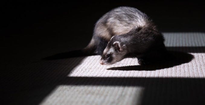 les origines du furet