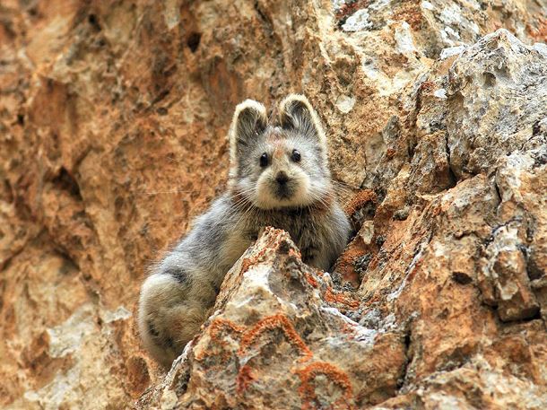 lapin rare de chine