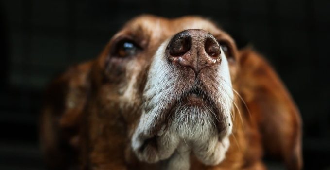 pension faire gader un chien