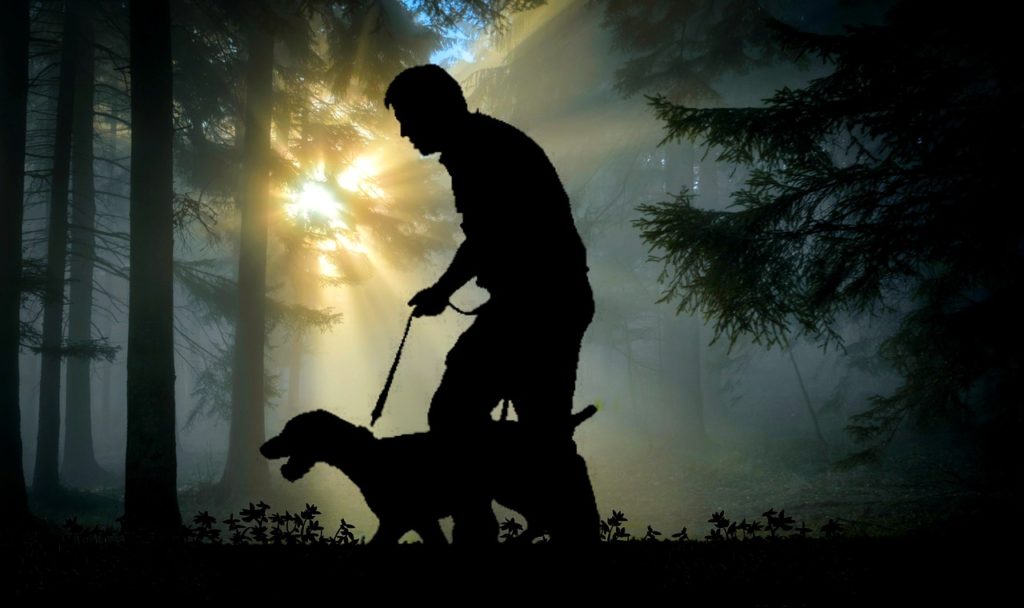 collier et laisse pour un chien