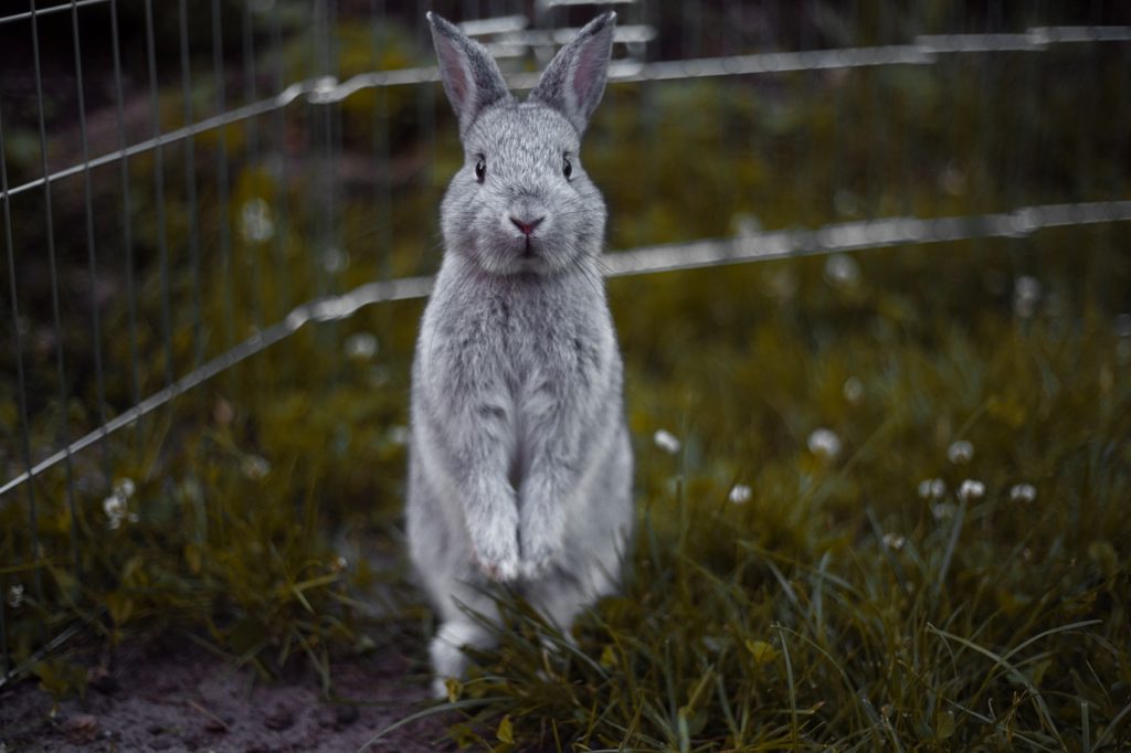 ce qu'ils faut savoir sur la santé du lapin