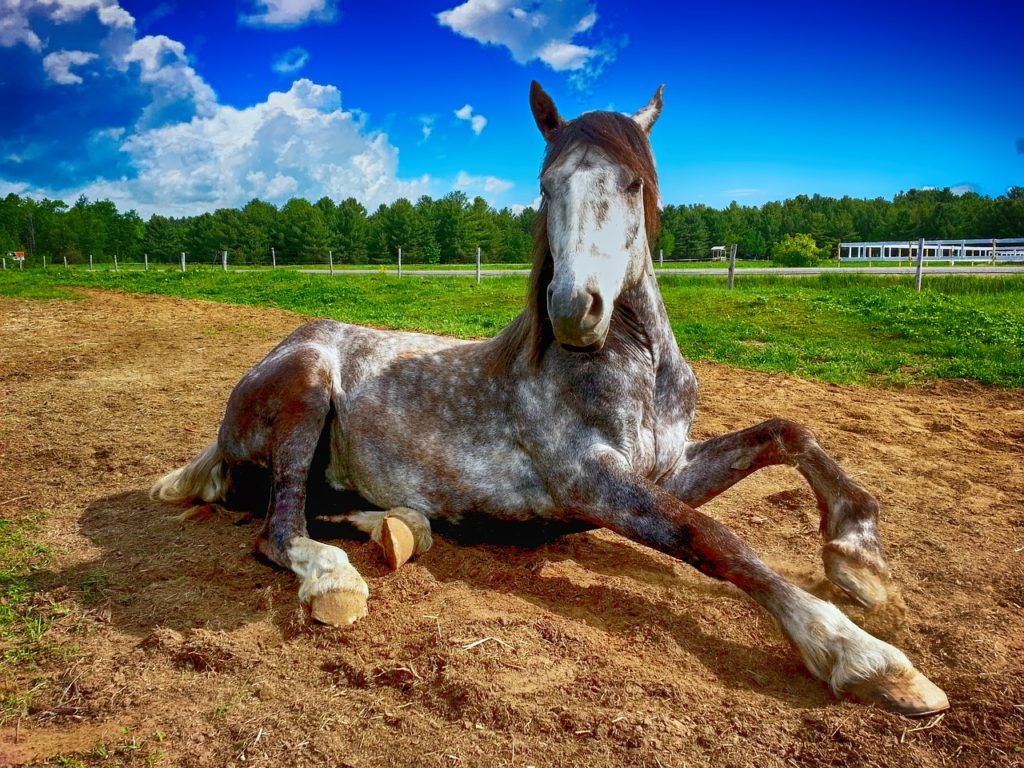 un cheval dans son box