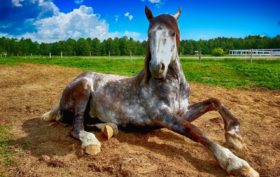 un cheval dans son box