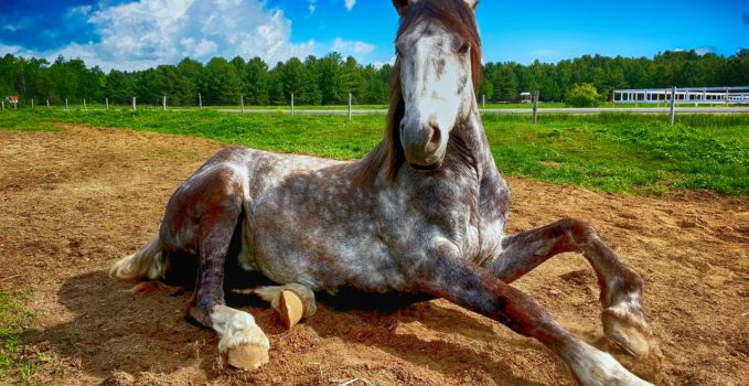 un cheval dans son box