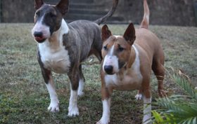 le chien Bull Terrier