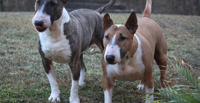 le chien Bull Terrier