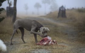 nourriture de qualité pour un chien