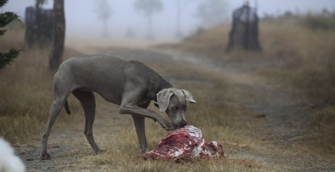 nourriture de qualité pour un chien