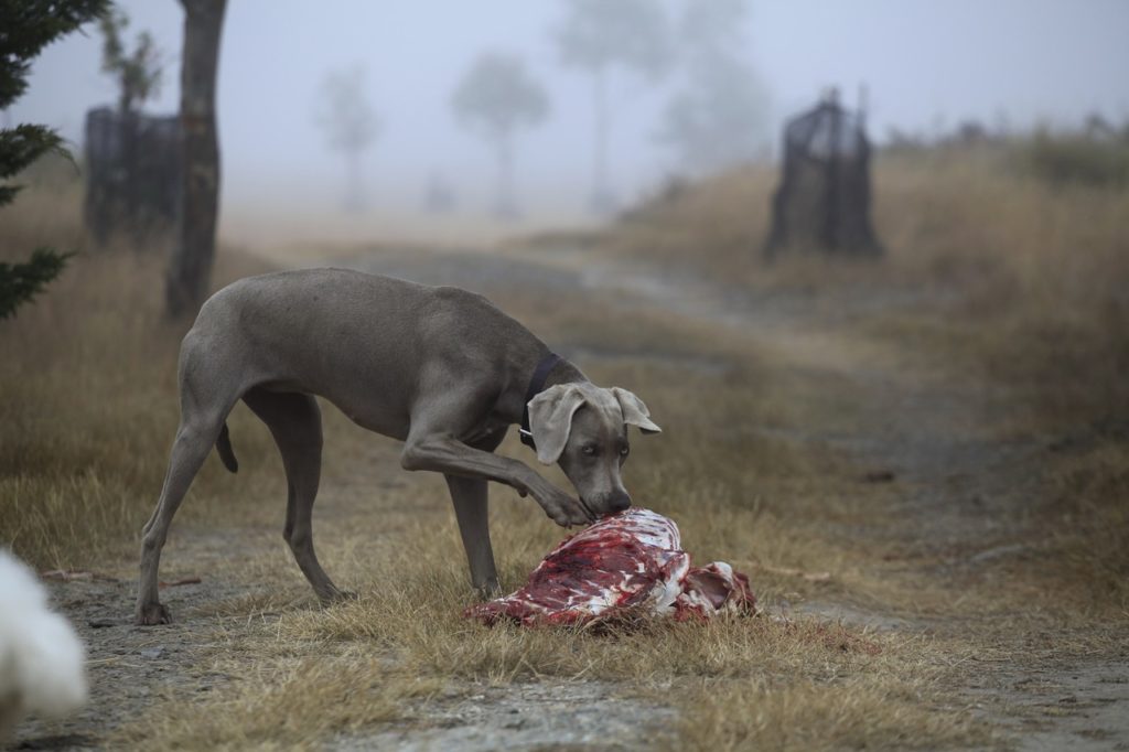 nourriture de qualité pour un chien