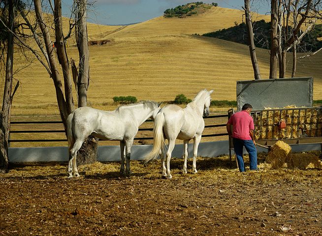 mangeoire avec chevaux et poneys