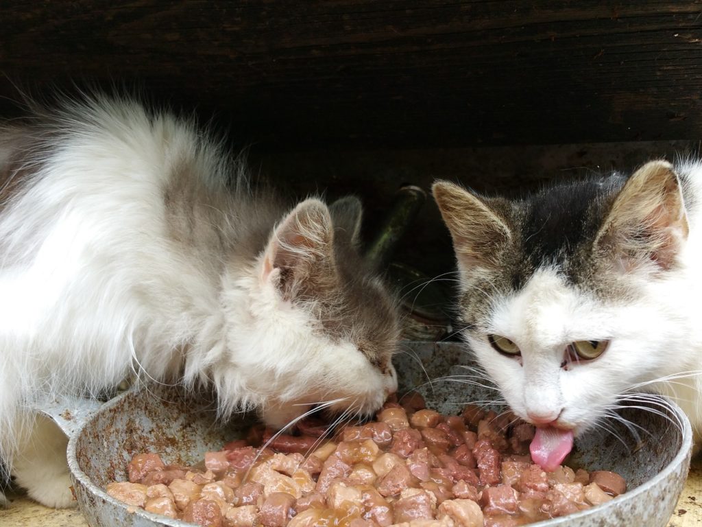 distributeur automatique pour un chat