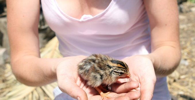 soigneur pour animal