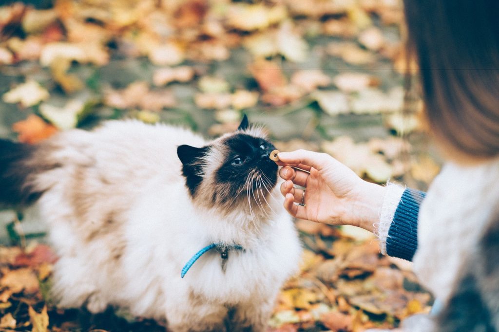 Education : comment bien éduquer son chat et chaton ?