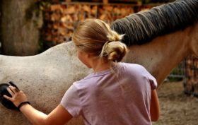 soigner un cheval