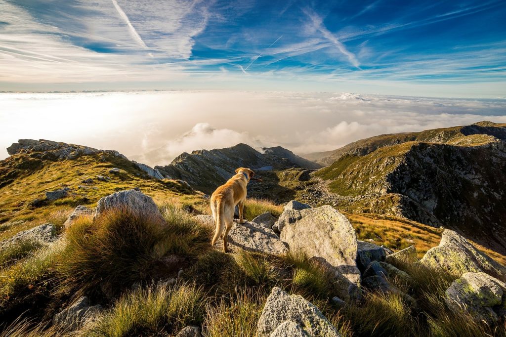 chien faisant une fugue