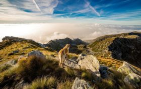 chien faisant une fugue