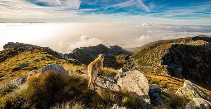 chien faisant une fugue