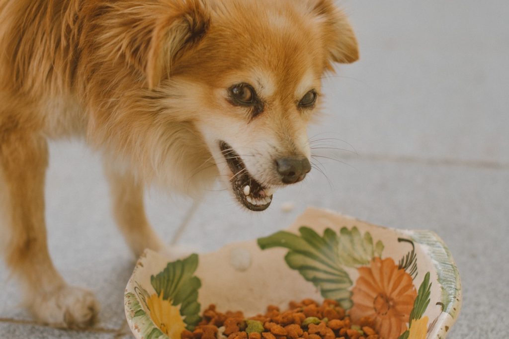 croquette pour son chien