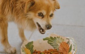 croquette pour son chien