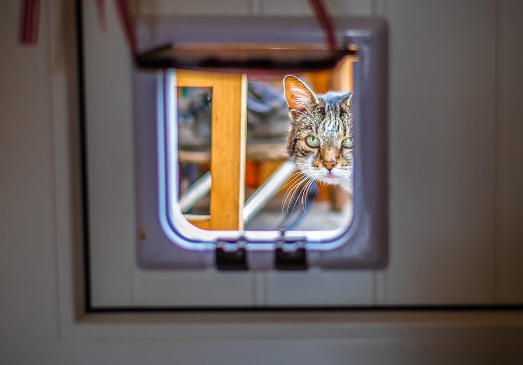 La Chatiere Automatique Pour Chat Ou Chien Tout Savoir Sur Cette Porte La Chatiere Automatique Pour Chat Ou Chien Tout Savoir Sur Cette Porte