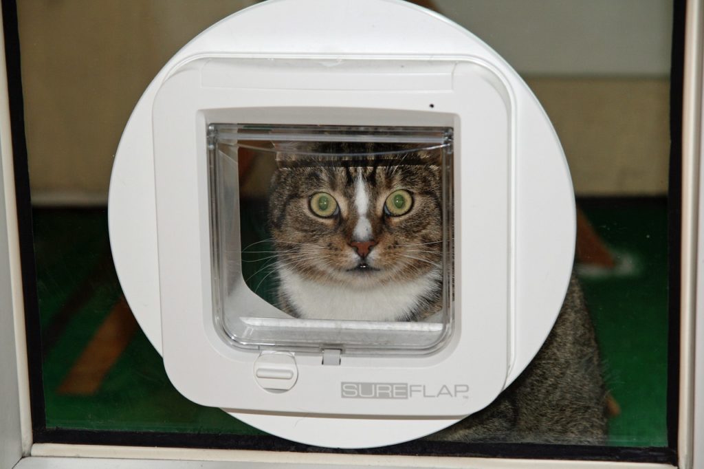 chat qui passe a travers une chatière automatique