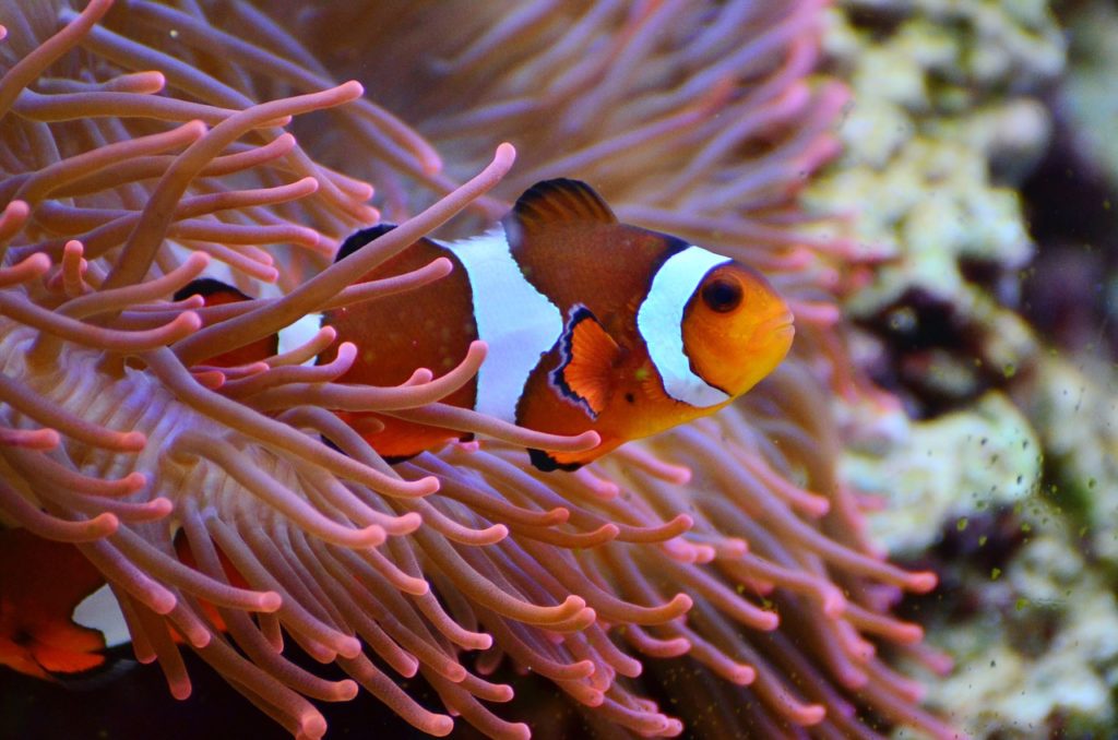 faire découvrir les poissons à vos enfants