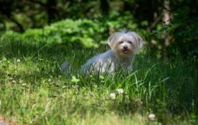 Adoption d'un Bichon Maltais