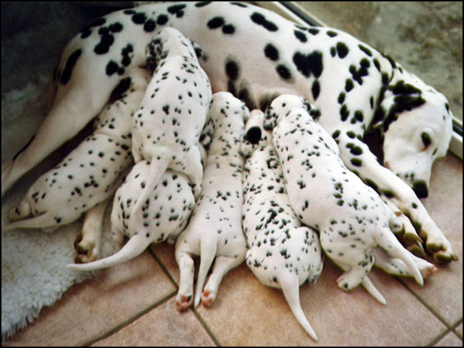 Chienne avec ses chiots