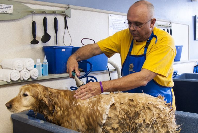 Comment devenir toiletteur pour chiens ? Nos conseils & Astuces