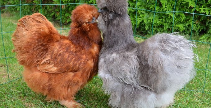 réduire ses déchets organiques