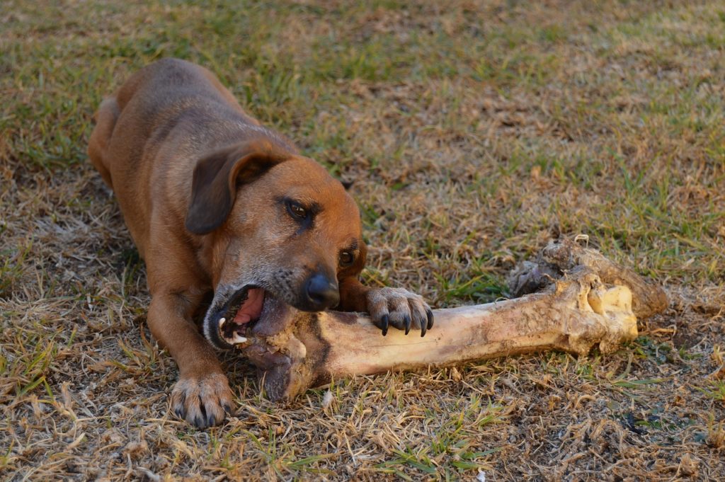 repas sain pour une chienne