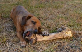 repas sain pour une chienne