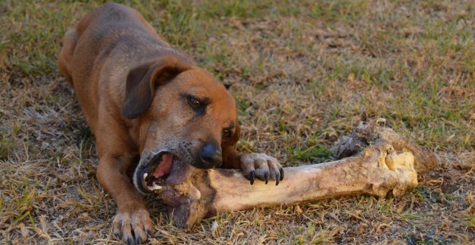 repas sain pour une chienne