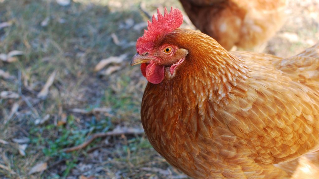 une poule couve ses œufs