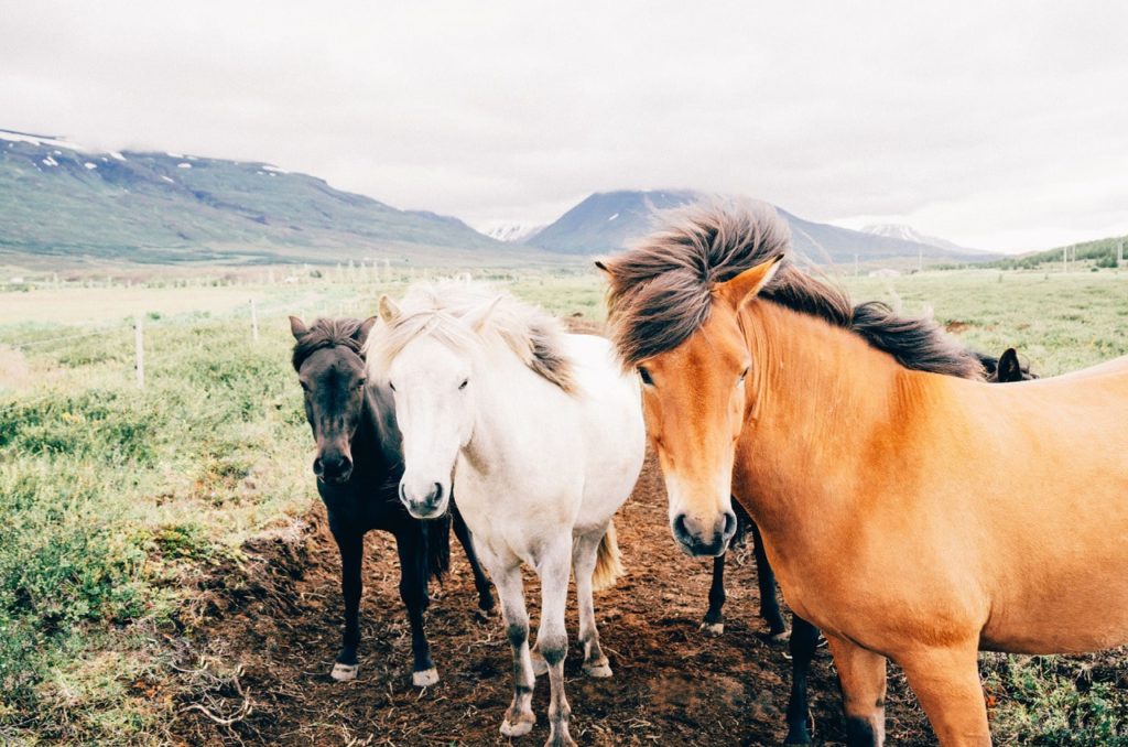 équipements et matériel pour les chevaux