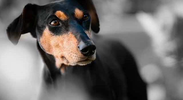 Adoption d'un chien à la SPA