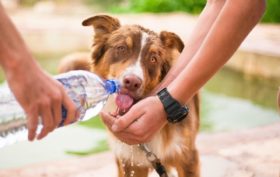 Assurance pour une chienne en gestation