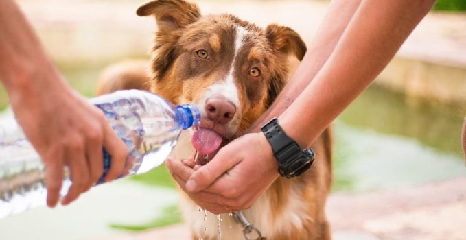 Assurance pour une chienne en gestation