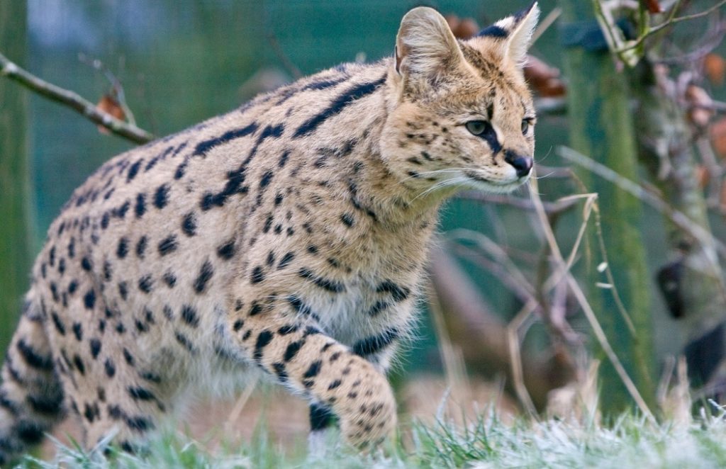 origine du Chat Savannah