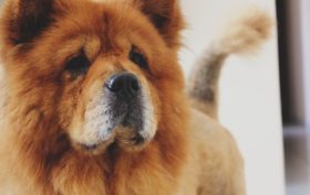 Chow-chow