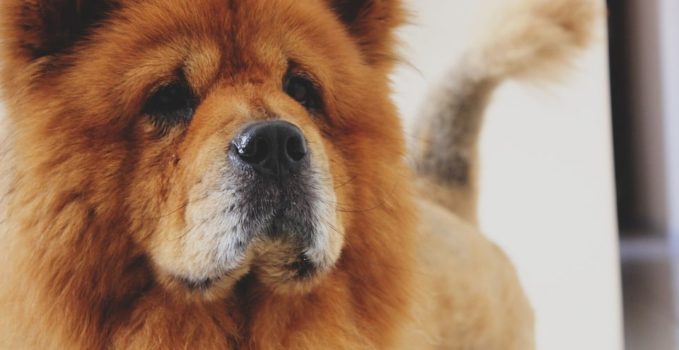 Chow-chow