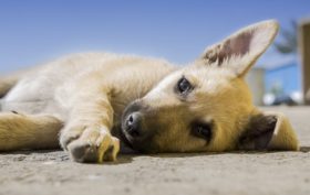 chien qui fait le mort