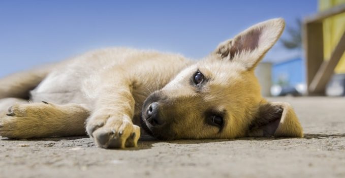 chien qui fait le mort