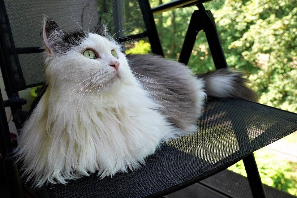 Elevage De Chats Siberiens Education Entretien Et Alimentation Elevage De Chats Siberiens Education Entretien Et Alimentation