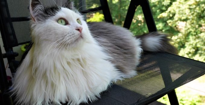 Élever un chat sibérien