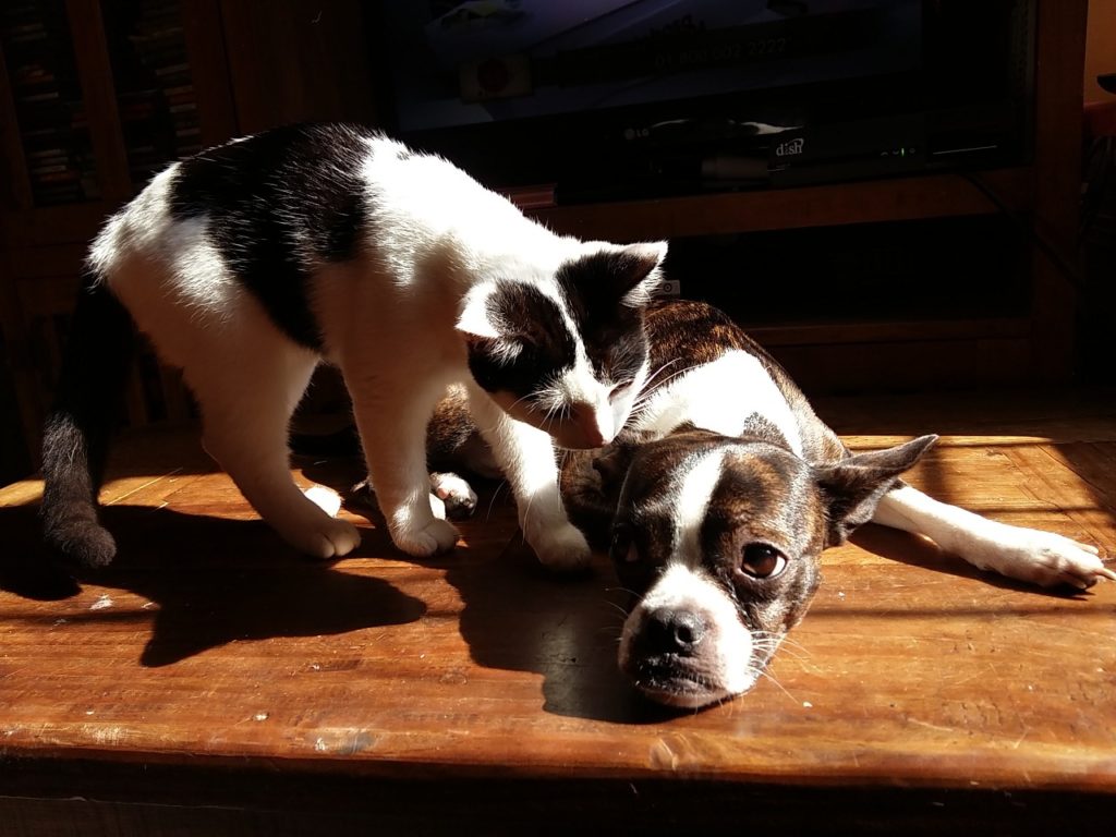 faire garder des animaux