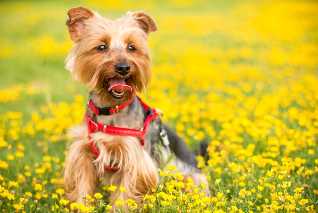 harnais adapté à la taille de votre chien