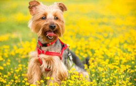 harnais adapté à la taille de votre chien