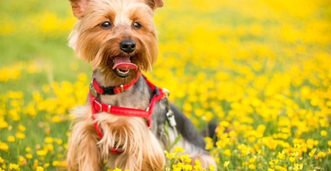 harnais adapté à la taille de votre chien